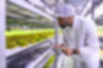 Male horticulture worker inspecting the company yield