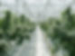 Image of a horticulture business in action
